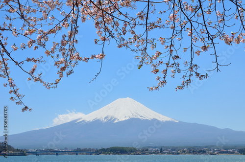 桜と富士山 © Paylessimages