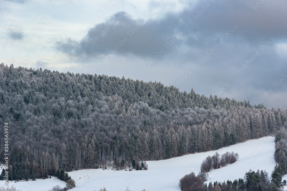 Winter view of a forest in Beskid Sadecki mountains