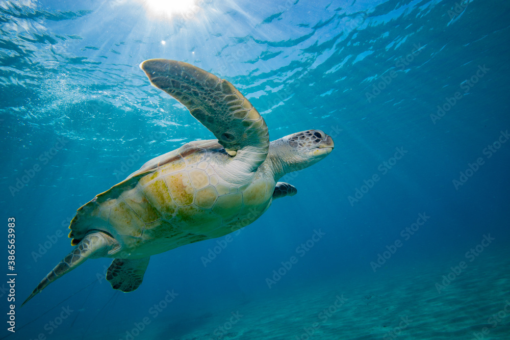 Obraz premium Schildkröte Turtle Unterwasserfotografie Seaturtle