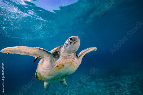 Schuldkröte Turtle Unterwasserfoto Seaturtle