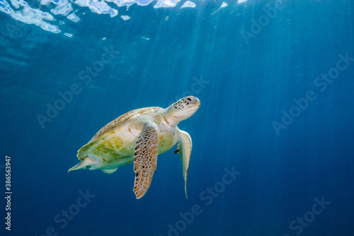 Schuldkröte Turtle Unterwasserfoto Seaturtle