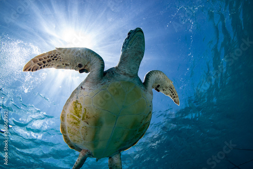 Schildkröte Turtle Seaturtle Unterwasserfoto photo