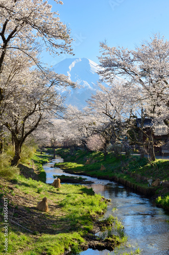 忍野村の桜と富士山 © Paylessimages