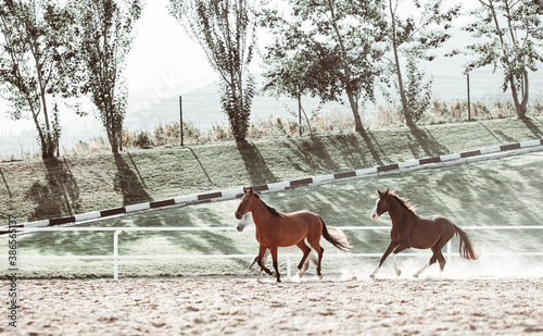 Free gracious beautiful horses run © Khamitsevich Andrey