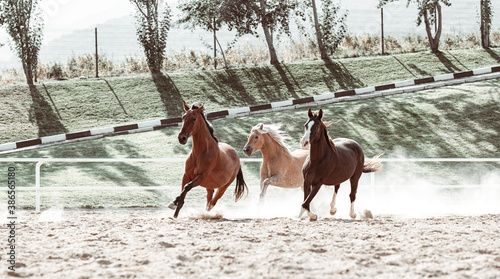 Free gracious beautiful horses run