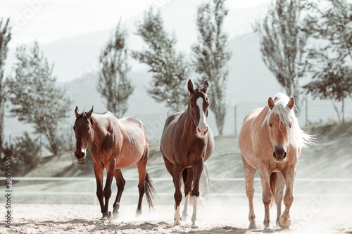 Free gracious beautiful horses run