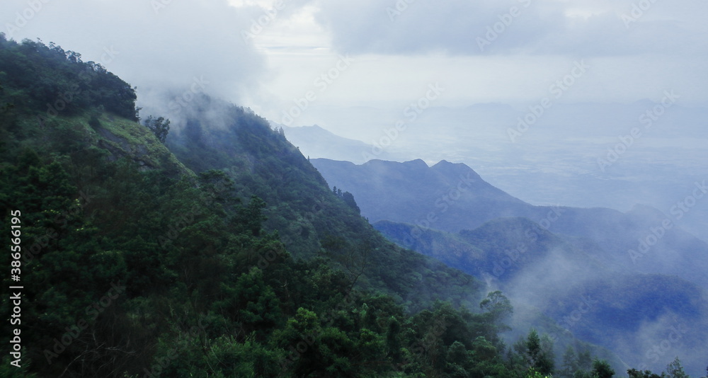 tropical rainforest, on the slope of palani hills (southern part of western ghats mountains) at kodaikanal in tamilnadu, south india