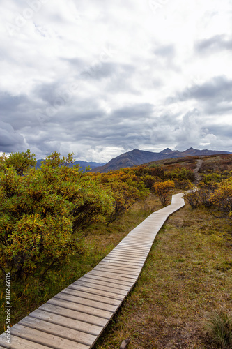 View of Scenic Hiking Trail surrounded by bushes, on a Cloudy Fall Day in Canadian Nature. Taken in Tombstone Territorial Park, Yukon, Canada.