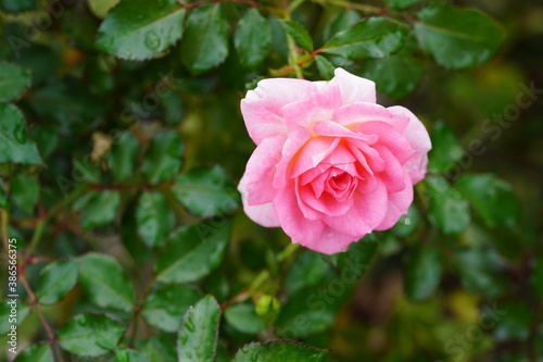 red rose flower