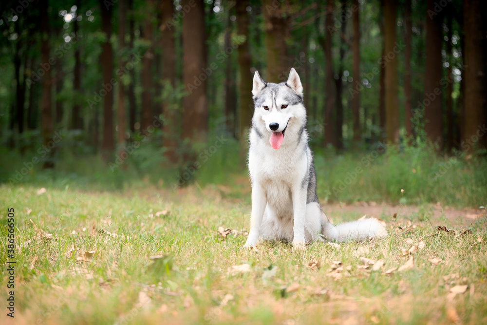 A young Siberian Husky female is sitting at the forest on the green grass with leaves. She has amber eyes, grey and white fur. A trail crossing the copse, and there are a lot of trees in background.