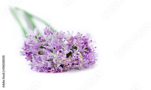 Wild onion flowers isolated on a white background. 