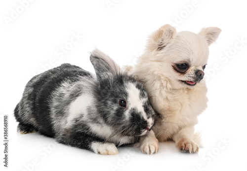 Lionhead rabbit and chihuahua