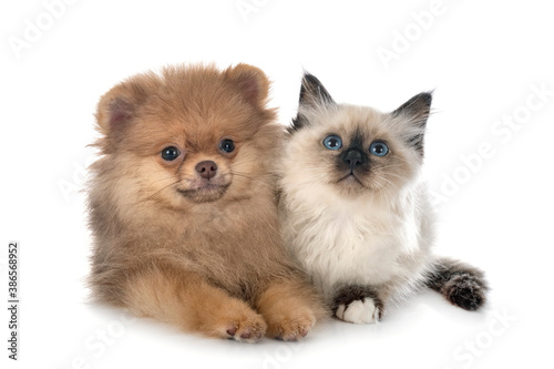 puppy pomeranian and birman kitten