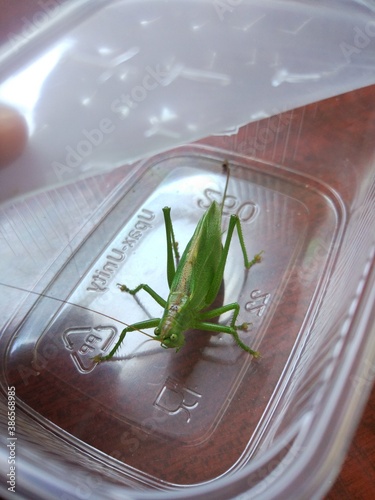 grasshopper on a leaf