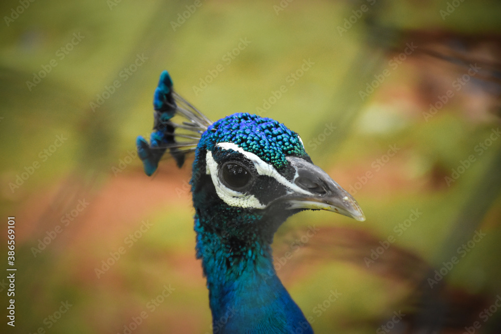 peacock in park peacock in park