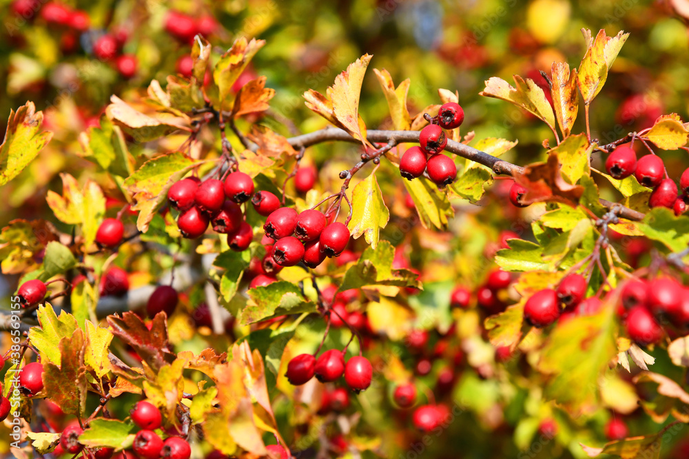 Crataegus Crataegus