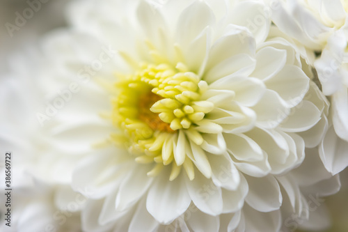 White chrysanthemum macrophotography. Delicate white petals in selective focus. Full frame background of chrysanthemums. The idea of tenderness and fragility for mother s day. Shallow depth of field.