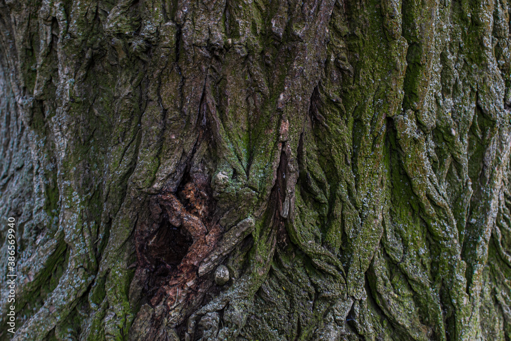pine tree trunk, textured relief rough bark with green and turquoise moss, lichen pine tree trunk, textured relief rough bark with green and turquoise moss, lichen