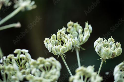 close up of a plant