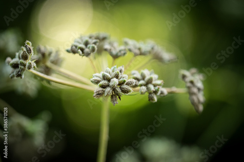 close up of flower
