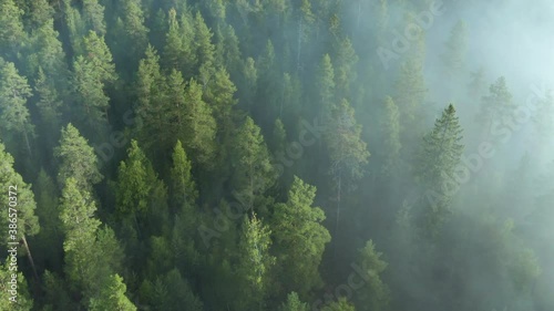 Mist & fog over pine tree forest woodland, aerial drone fottage photo