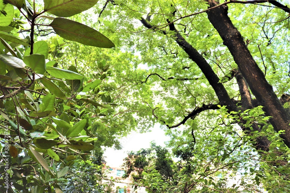 Fototapeta premium Abode in the green trees at Dhanmondi lake in Dhaka