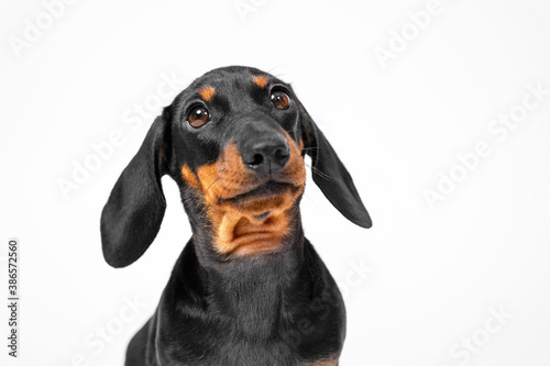 Portrait of cute dachshund puppy with smart look on white background, front view, copy space for advertising text