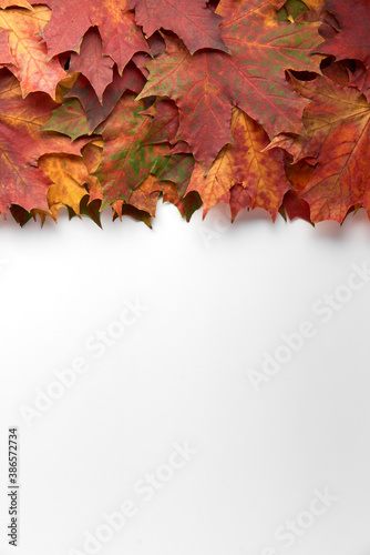 Border frame of colorful autumn leaves isolated on white background. Autumn  fall  thanksgiving day  nature concept. Flat lay  top view  copy space.