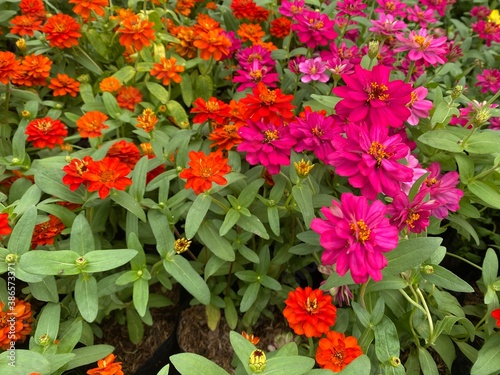 Colorful flowers field in the park. Flower Garden market wallpaper. 