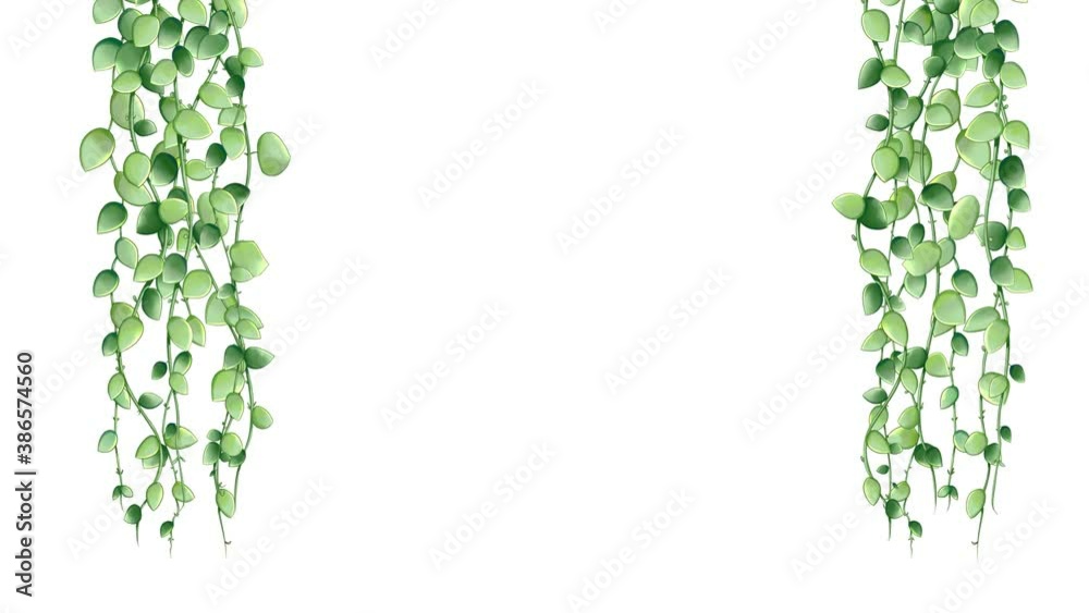 Decorative motion graphic of creeper plants Dischidia nummularia. Loop animation background.