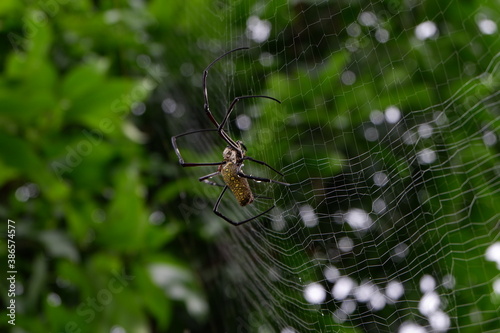 Black spider making webs, black spider on tree, black spider walking.