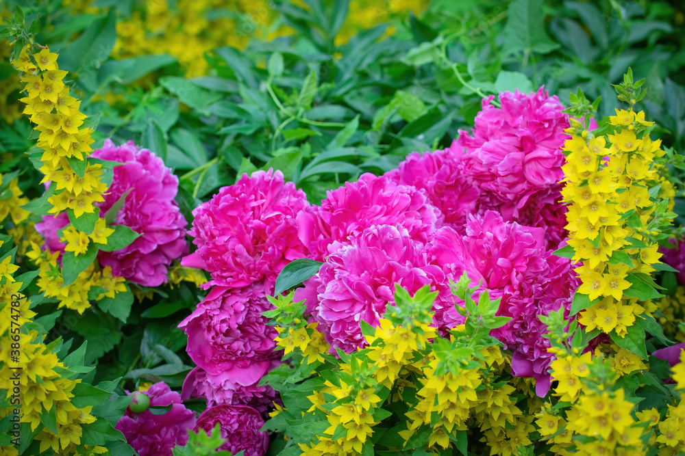floral arrangement of pink pion flowers close-up. floral arrangement of pink pion flowers close-up.