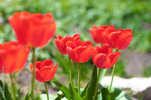 Red flower tulip close up © Grigoriy Lukyanov