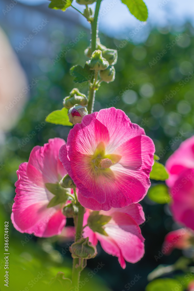 Naklejka premium Bright crimson mallow flowers on a blurred background.
