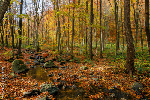 brook in the forest. wonderful nature scenery on a sunny autumnal day. trees in colorful foliage. water stream among the rocks and fallen leaves on the ground © Pellinni