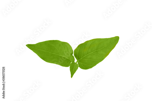 green leaves sweet pepper isolated on a white background.