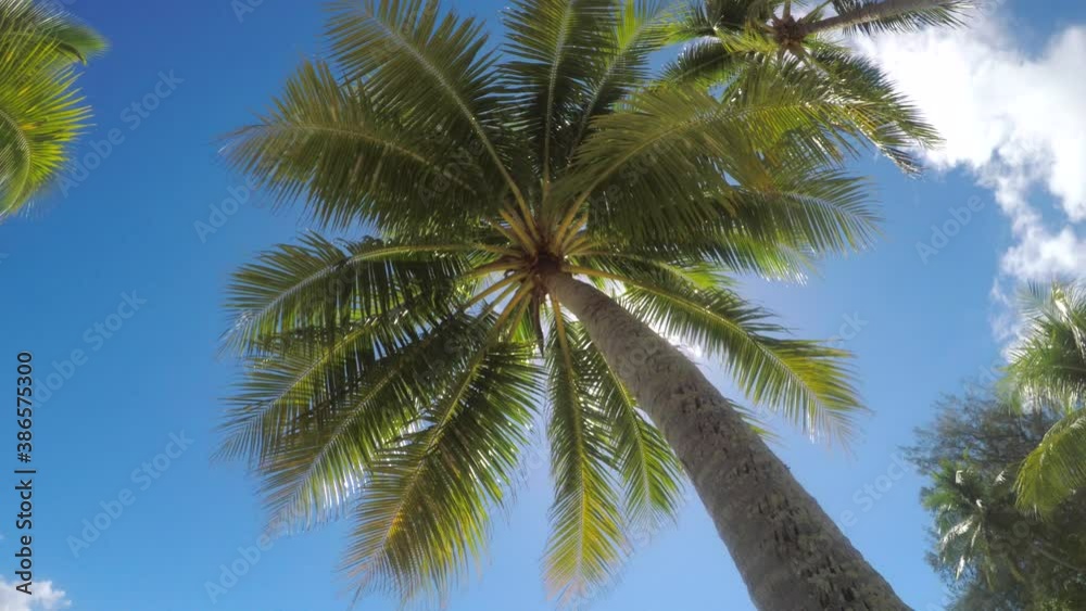 Paradise Concept - Palm Tree on Dreamy Tropical Island Vacation. Low Angle Paradise Concept - Palm Tree on Dreamy Tropical Island Vacation. Low Angle
