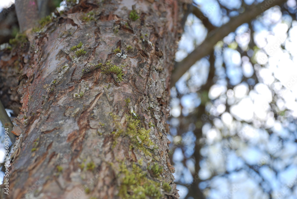 The trunk of an old large apple tree overgrown with moss. An old apple tree has its trunk in bark and moss. Barrel with a curtain plan. Branches of an apple tree are visible in the background. The trunk of an old large apple tree overgrown with moss. An old apple tree has its trunk in bark and moss. Barrel with a curtain plan. Branches of an apple tree are visible in the background.