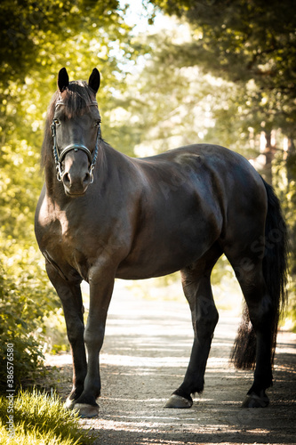 horse in the woods