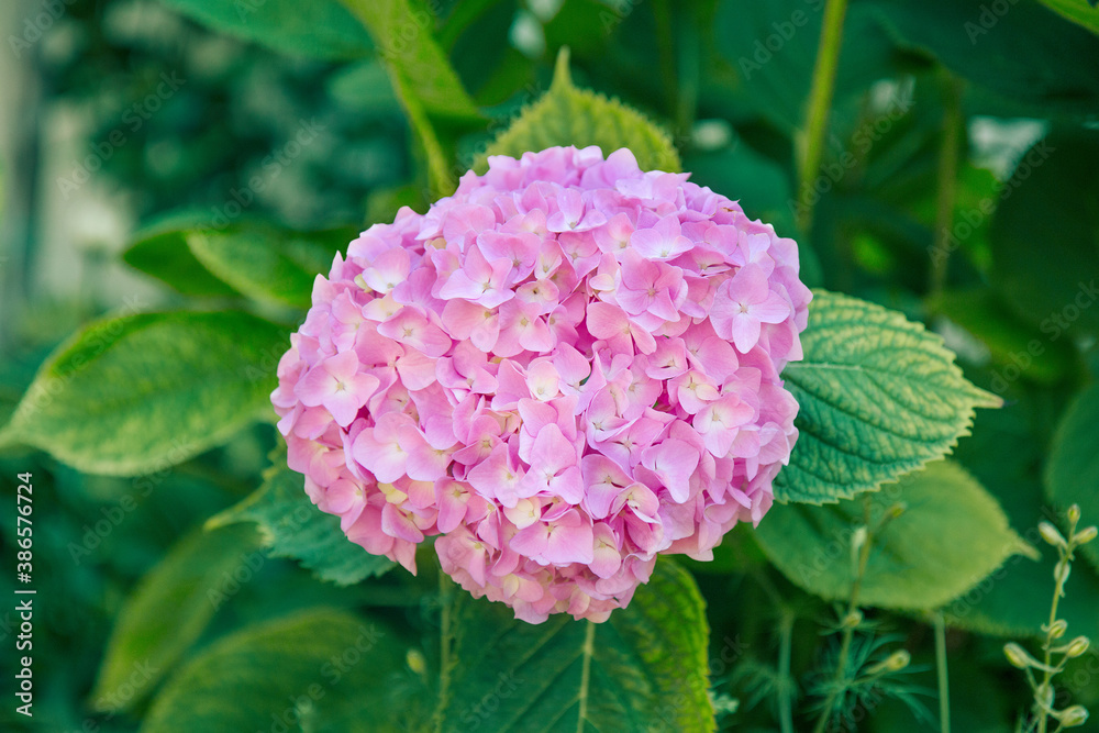 Beautiful pink hydrangea flowers in the garden.