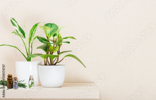 Plant. © BillionPhotos.com