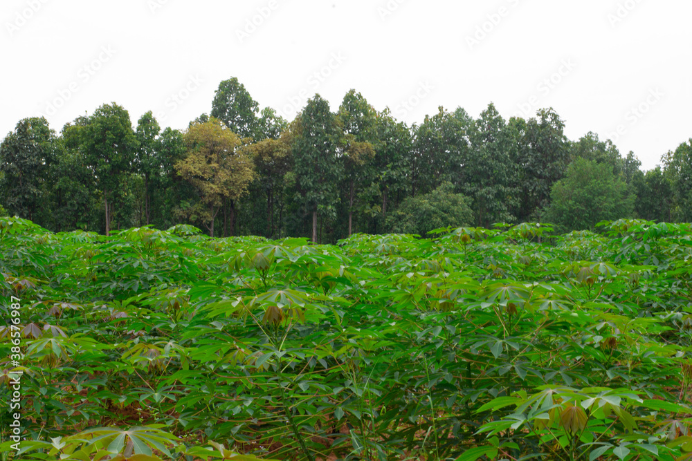 Cassava stems and leaves Economic crops in Southeast Asia, Myanmar, Laos, Thailand, Vietnam, Philippines, Malaysia, Indonesia Cassava stems and leaves Economic crops in Southeast Asia, Myanmar, Laos, Thailand, Vietnam, Philippines, Malaysia, Indonesia