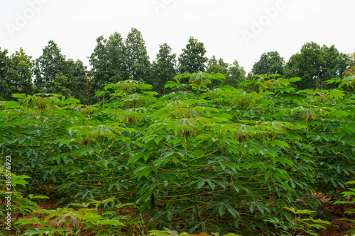 Cassava stems and leaves Economic crops in Southeast Asia, Myanmar, Laos, Thailand, Vietnam, Philippines, Malaysia, Indonesia
