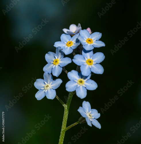 blossoms of woodland forget-me-not (Myosotis sylvatica)