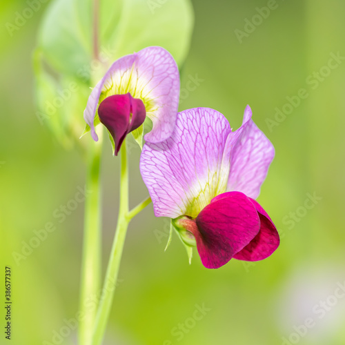 purple field pea flower (pisum sativum) photo