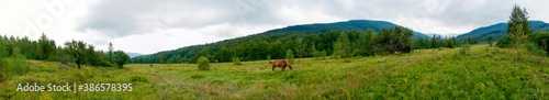 Wonderful panorama of the mountains. Horses on a mountain meadow. Summer panorama landscape in the mountains. Ukraine, Carpathians. Beautiful nature villages. Picture of wildlife © mikhailgrytsiv