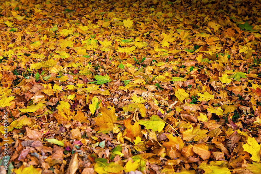 Background of autumn yellow leaves on the ground Background of autumn yellow leaves on the ground