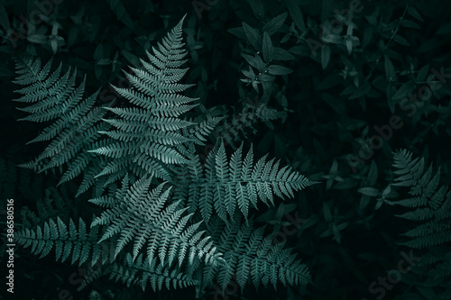 Fern leaves natural textured background, toned.