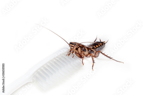 Cockroaches are in the toothbrush on white background. © SINSU1980