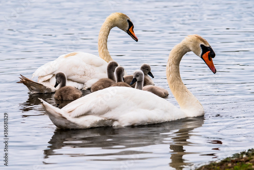 Fototapeta Naklejka Na Ścianę i Meble -  family of swan
